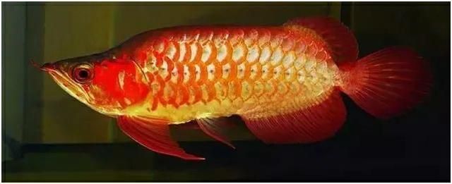 辣椒龍魚的變色過程：辣椒龍魚的變色過程是一個(gè)復(fù)雜的過程