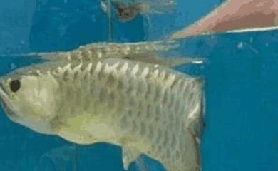 金龍魚魚類的來歷和傳說：世界金龍魚人工繁殖第一人，過背金龍魚人工繁殖第一人