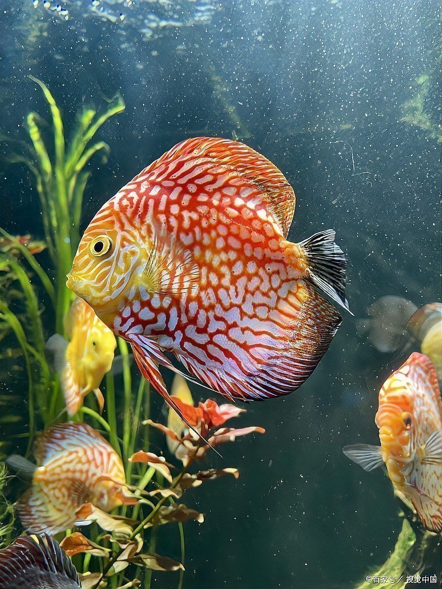 金龍魚溫度多久監測一次