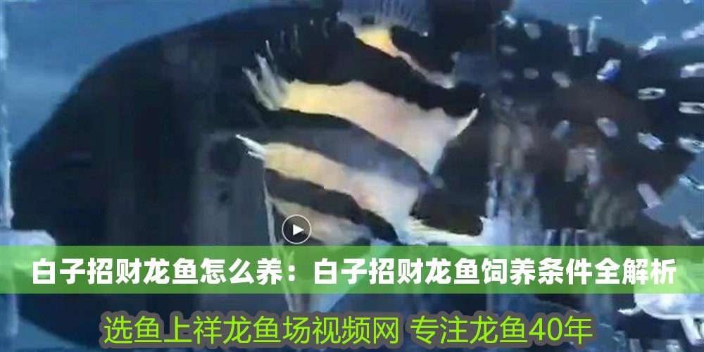 白子招財龍魚怎么養：白子招財龍魚飼養條件全解析 白子招財龍魚怎么養：白子招財龍魚飼養條件全解析 龍魚百科 第1張
