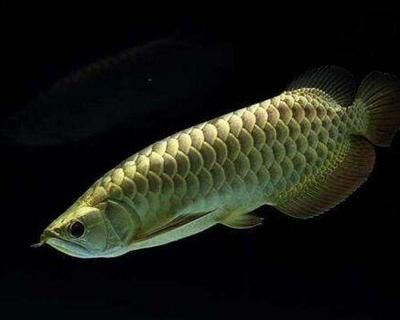 龍魚可以餓幾天：我的龍魚可以餓幾天？