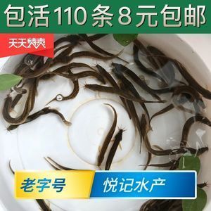 金龍魚翹嘴修理：\"金龍魚翹嘴修理\"