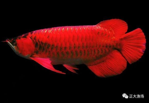高品質紅龍魚好養嗎圖片（高品質紅龍魚的養殖）