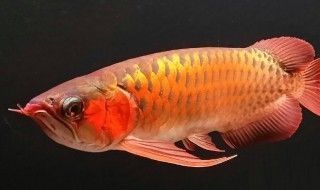 龍魚啥都不吃（如何判斷龍魚是否消化不良）