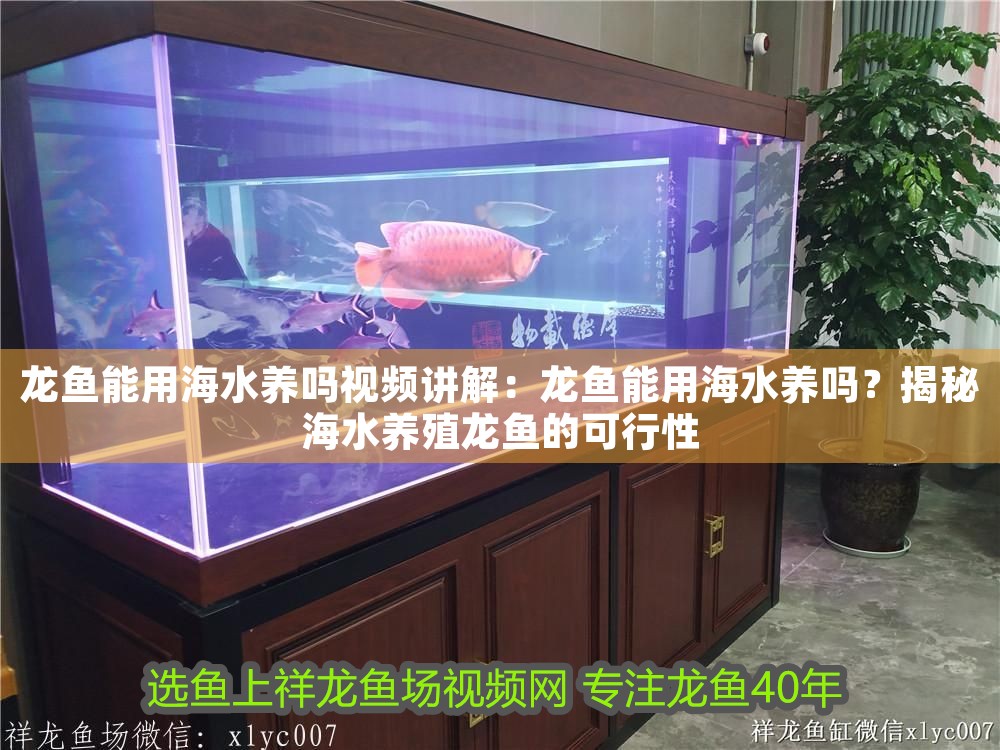 龍魚能用海水養嗎視頻講解：龍魚能用海水養嗎？揭秘海水養殖龍魚的可行性 龍魚能用海水養嗎視頻講解：龍魚能用海水養嗎？揭秘海水養殖龍魚的可行性 龍魚百科 第1張