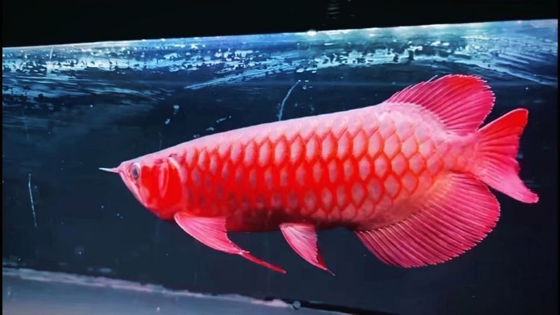 有哪些常用的紅龍魚高清圖片尺寸？ 有哪些常用的紅龍魚高清圖片尺寸？ 龍魚百科 第23張