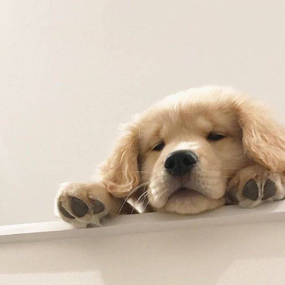 錦鯉跟啥魚一起養最好