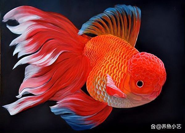 錦鯉跟啥魚一起養最好