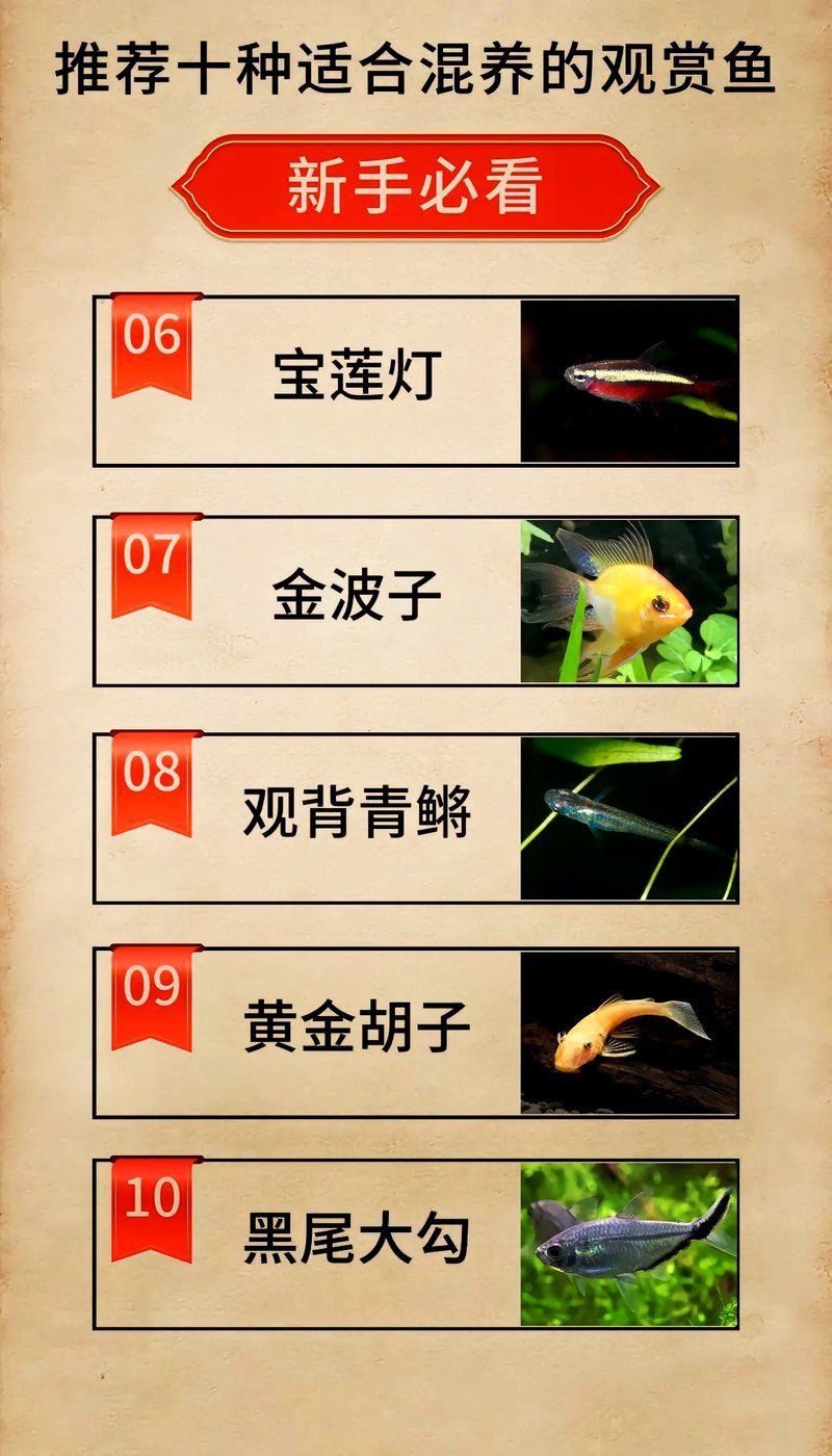 錦鯉跟啥魚一起養最好