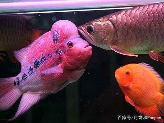 龍魚和羅漢混養成功案例：如何預防龍魚羅漢爭斗，龍魚羅漢混養成功秘訣
