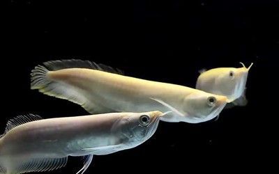 銀龍魚下嘴唇高于上嘴唇（銀龍魚下嘴唇高于上嘴唇的相關(guān)信息）