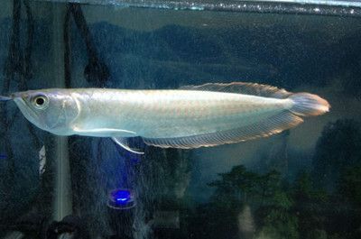 銀龍魚下嘴唇高于上嘴唇（銀龍魚下嘴唇高于上嘴唇的相關(guān)信息）