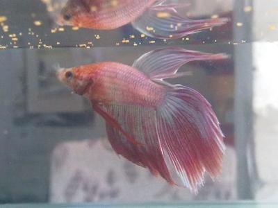 龍魚為什么養(yǎng)著會變色的原因：龍魚為什么養(yǎng)著會變色