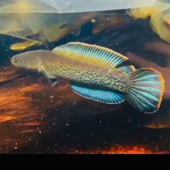 雷龍魚品種價格排行：雷龍魚價格排行