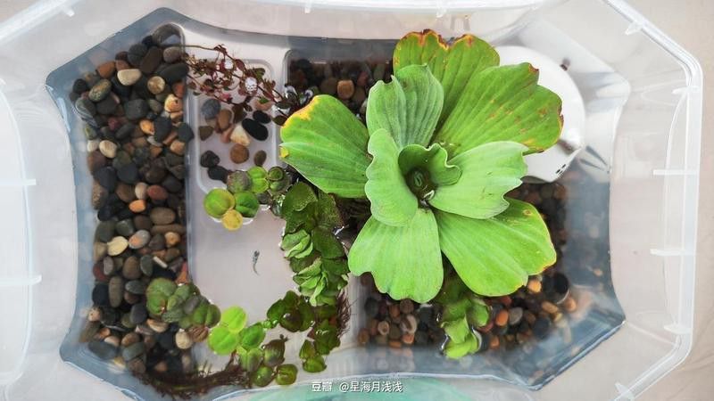 假龍龜多久清潔一次合適？