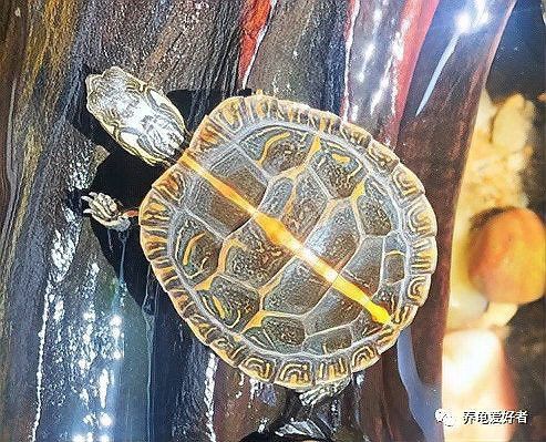 假龍龜多久清潔一次合適？