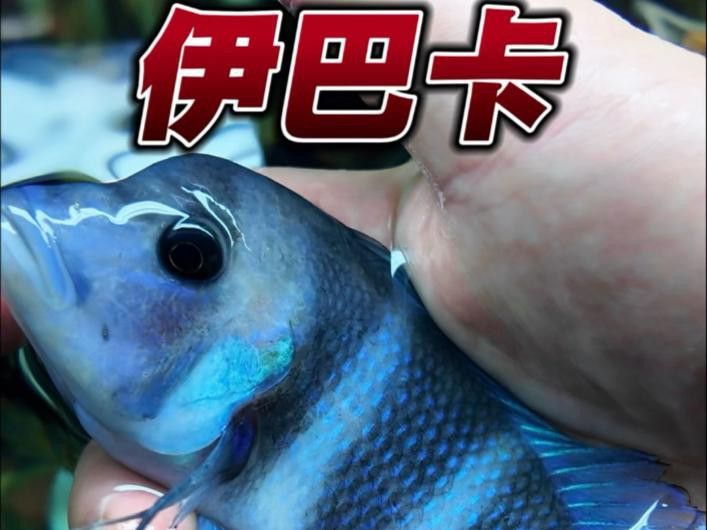 有哪些魚適合與龍魚混養？ 有哪些魚適合與龍魚混養？ 龍魚百科 第3張