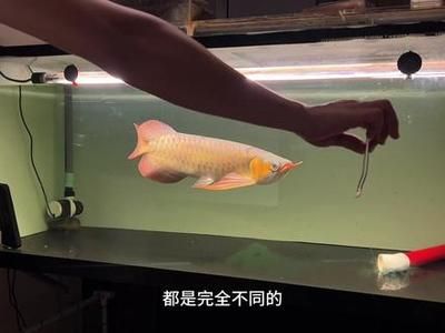 被壓養(yǎng)的龍魚很難調(diào)理