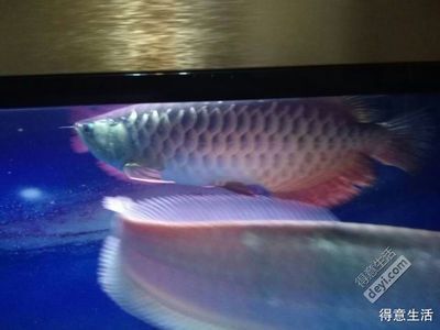 藍(lán)底金龍魚(yú)發(fā)色需要多長(zhǎng)時(shí)間完成：藍(lán)底金龍魚(yú)發(fā)色需要多長(zhǎng)時(shí)間？ 藍(lán)底金龍魚(yú)發(fā)色需要多長(zhǎng)時(shí)間完成：藍(lán)底金龍魚(yú)發(fā)色需要多長(zhǎng)時(shí)間？ 水族問(wèn)答 第5張