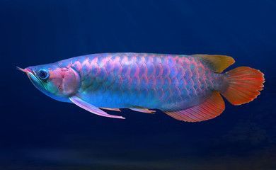 彩色銀龍魚是什么（「銀龍魚」銀龍魚的生活習性）