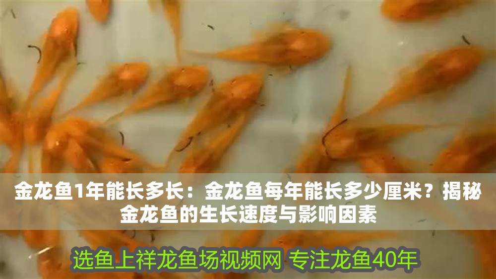 金龍魚1年能長(zhǎng)多長(zhǎng)：金龍魚每年能長(zhǎng)多少厘米？揭秘金龍魚的生長(zhǎng)速度與影響因素