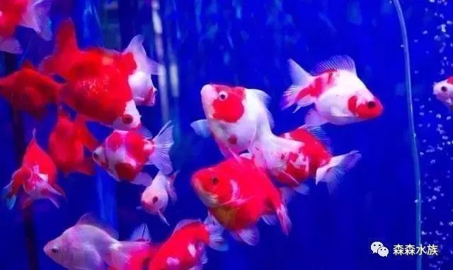 如何選擇適合混養(yǎng)的魚(yú)種：混養(yǎng)魚(yú)種的注意事項(xiàng) 如何選擇適合混養(yǎng)的魚(yú)種：混養(yǎng)魚(yú)種的注意事項(xiàng) 龍魚(yú)百科 第5張