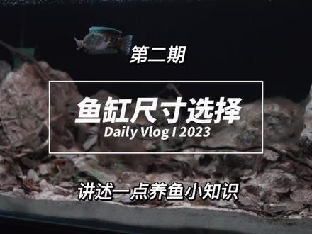 雷龍魚的飼養難度