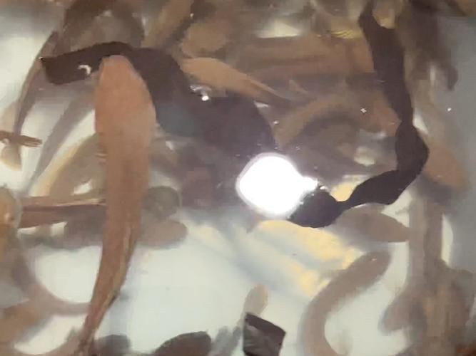 能否分享一些小龍魚的行為照片？