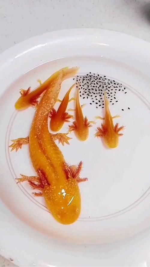能否分享一些小龍魚的行為照片？