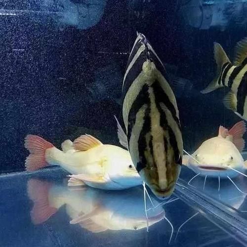 龍魚虎魚圖片大全欣賞