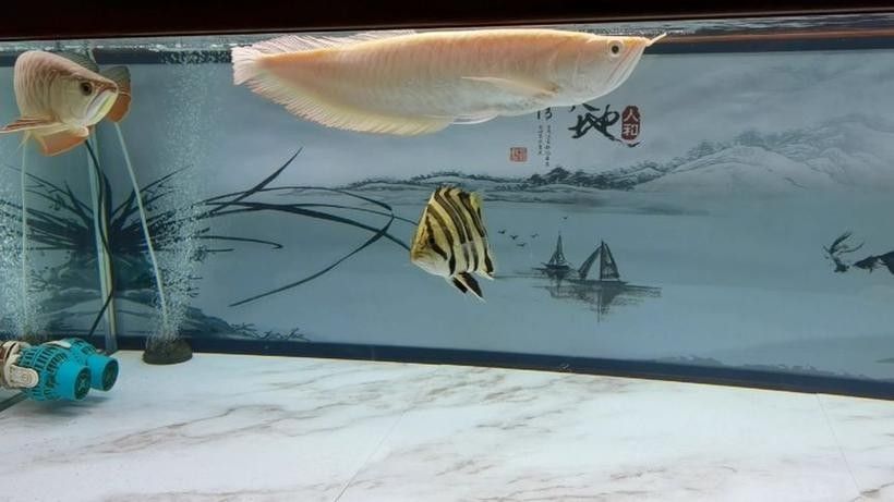 龍魚虎魚圖片大全欣賞
