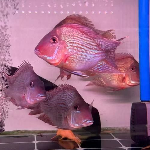 龍魚虎魚圖片大全欣賞