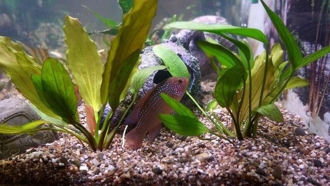 龍魚虎魚圖片大全欣賞