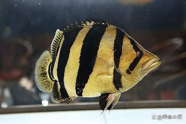 龍魚虎魚圖片大全欣賞