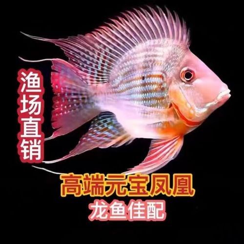 龍魚虎魚圖片大全欣賞