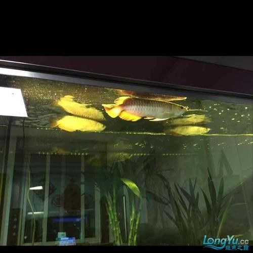 龍魚虎魚圖片大全欣賞