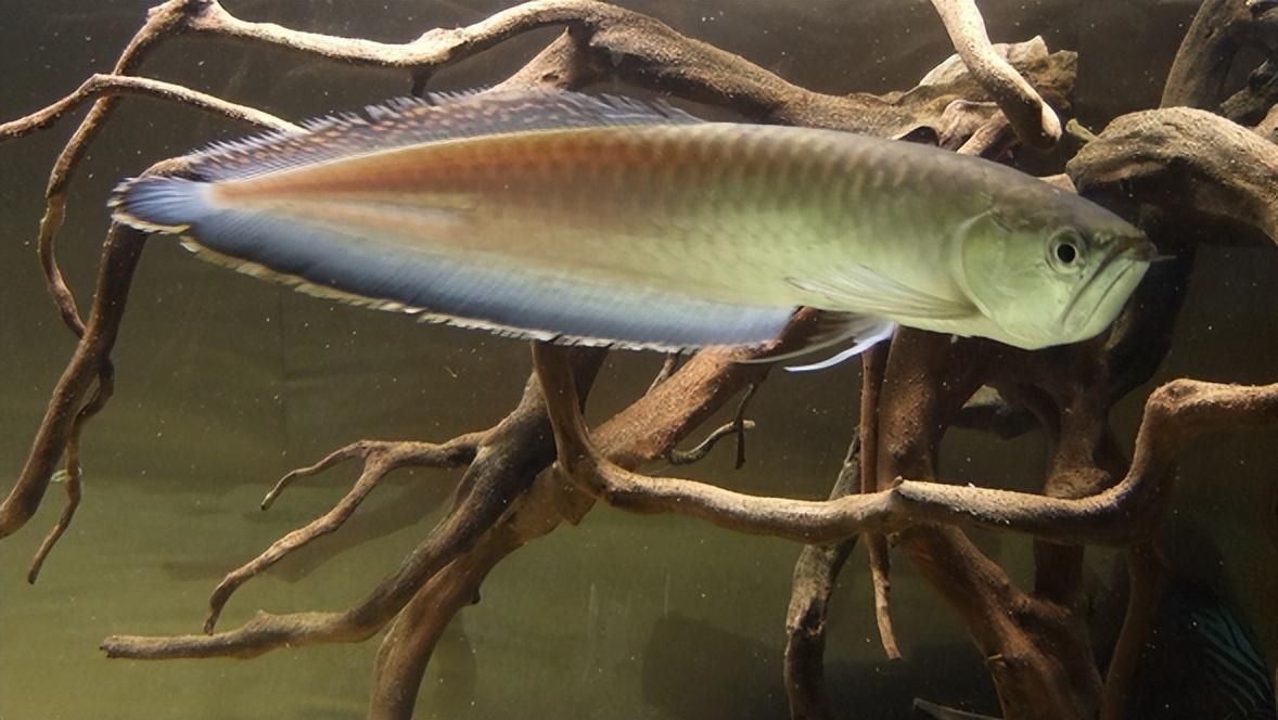 龍魚胸鰭怎么能長得長的快：如何促進龍魚胸鰭生長以下幾個相關建議：龍魚胸鰭怎么長得快