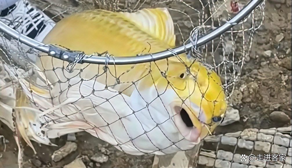 金龍魚的視頻中能出現人嗎？ 金龍魚的視頻中能出現人嗎？ 龍魚百科 第2張