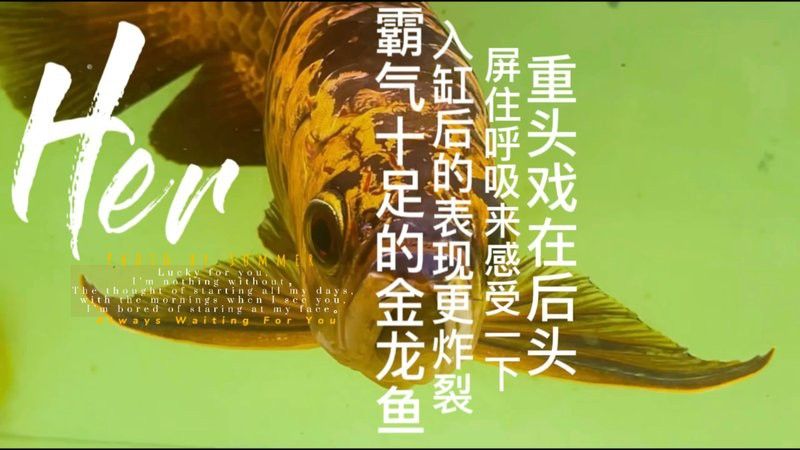 金龍魚的視頻中能出現人嗎？ 金龍魚的視頻中能出現人嗎？ 龍魚百科 第1張