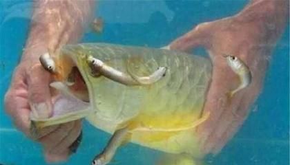 金龍魚換缸的最好辦法是什么（金龍魚換缸前后水質管理技巧）