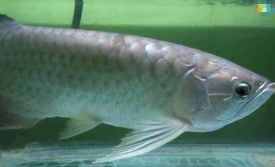 金龍魚為什么一直張嘴 金龍魚為什么一直張嘴 龍魚百科 第2張