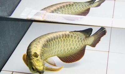 龍魚換水需要放些什么東西：關于龍魚換水的一些建議