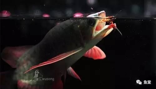 養(yǎng)死了紅龍魚能吃嗎：紅龍魚可以吃嗎金龍魚可以吃嗎金龍魚可以吃嗎 養(yǎng)死了紅龍魚能吃嗎：紅龍魚可以吃嗎金龍魚可以吃嗎金龍魚可以吃嗎 龍魚百科