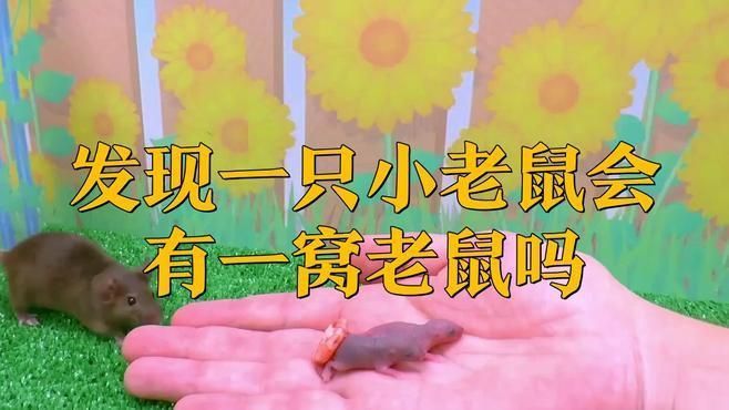 老鼠有一只就有一窩嗎 老鼠有一只就有一窩嗎 龍魚百科 第1張
