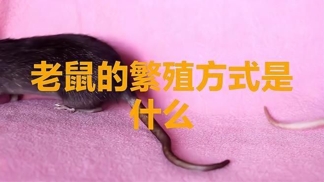 老鼠有一只就有一窩嗎 老鼠有一只就有一窩嗎 龍魚百科 第4張