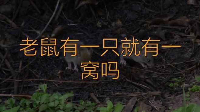 老鼠有一只就有一窩嗎 老鼠有一只就有一窩嗎 龍魚百科 第2張