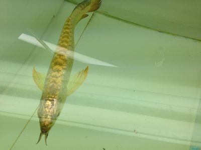 金龍魚怎么樣出金頭最快：《英雄聯(lián)盟》金龍魚日常護理要點總結(jié)金龍魚出金頭的方法