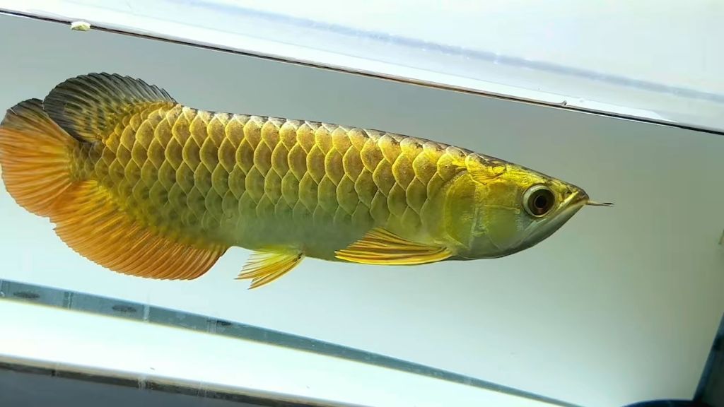 金龍魚怎么樣出金頭最快：《英雄聯(lián)盟》金龍魚日常護理要點總結(jié)金龍魚出金頭的方法