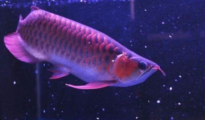 紅龍魚長得快不快呀（如何判斷紅龍魚的生長速度）