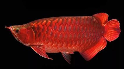 50公分的紅龍魚一頓喂多少（50公分的紅龍魚一天喂幾次）